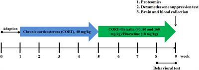 Revealing Antidepressant Mechanisms of Baicalin in Hypothalamus Through Systems Approaches in Corticosterone- Induced Depressed Mice